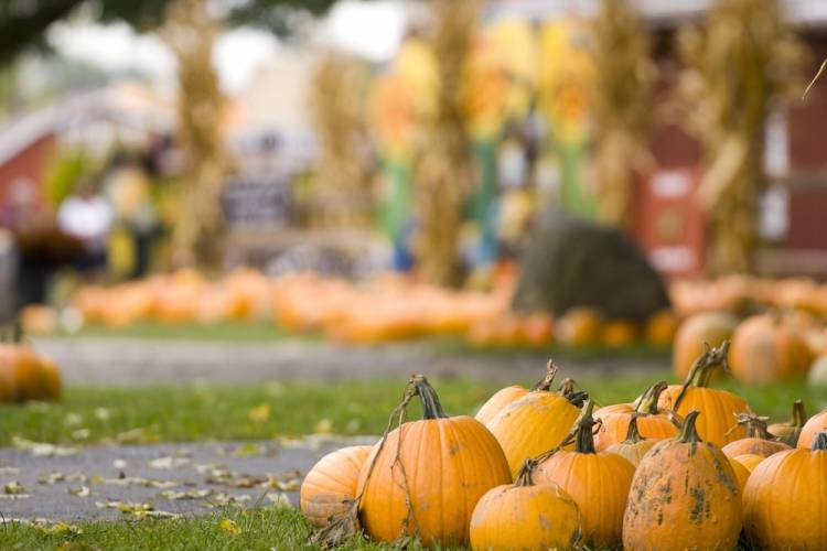 fall festival pumpkin display