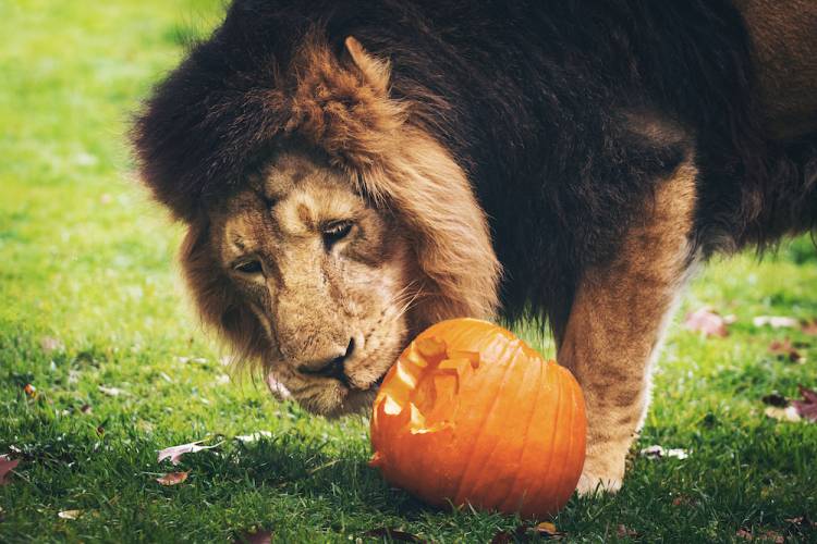 lion with pumpkin