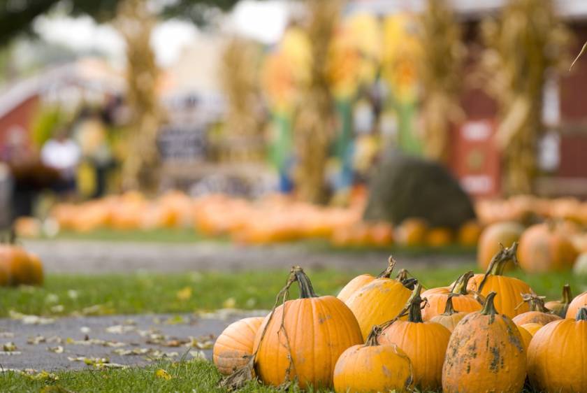 pumpkins on ground at fall festival